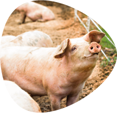 Porc