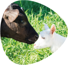 Veau et chevreau