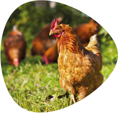 Poule
