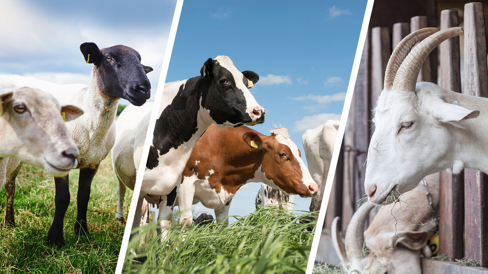 Ruminants